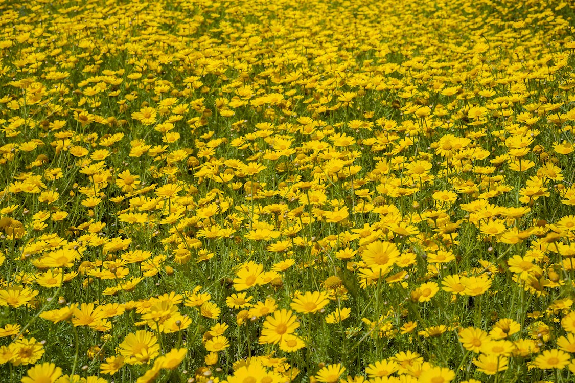 Gelbe Gänseblümchen  Bildtapete